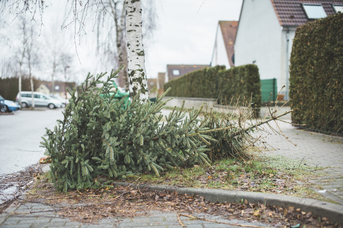 germany brandenburg christmas tree is disposed 2024 09 18 02 31 28 utc 1