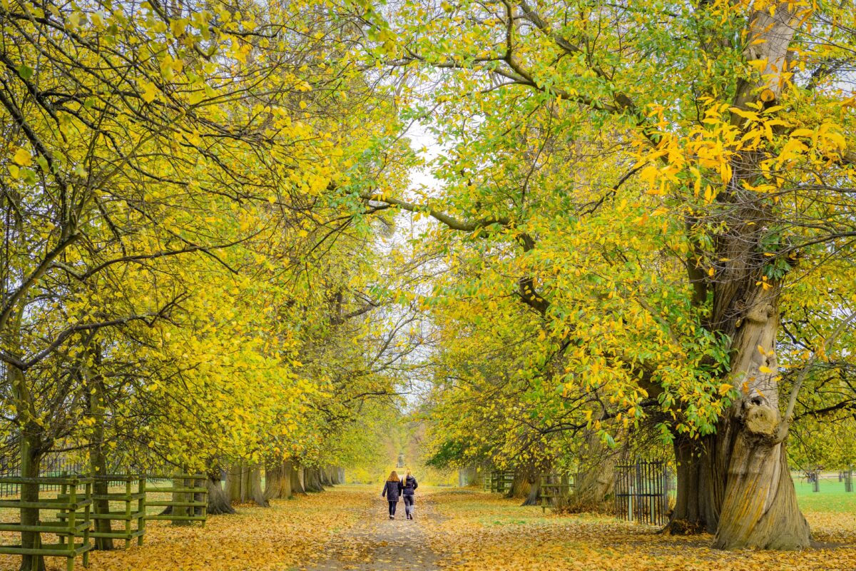 a behind view of two people walking in the park in 2024 12 02 08 01 26 utc